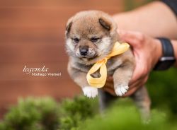 picture of dog