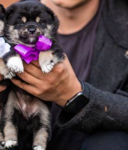 picture of dog