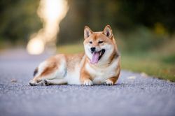 picture of dog