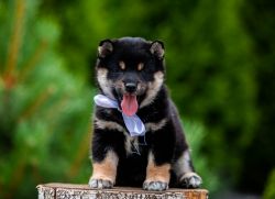 picture of dog