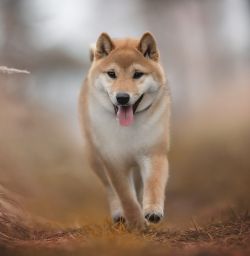picture of dog