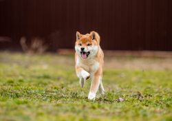 picture of dog