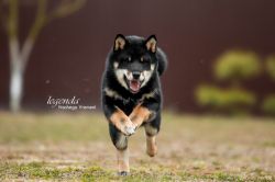 picture of dog