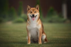 picture of dog