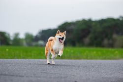 picture of dog