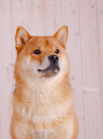 picture of dog
