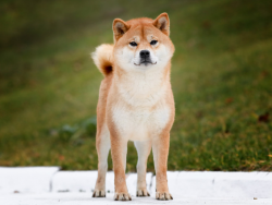 picture of dog