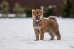 picture of dog