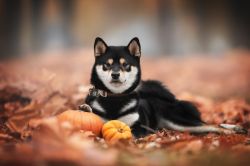 picture of dog