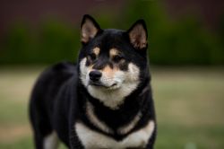 picture of dog