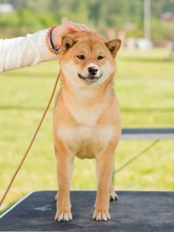 picture of dog