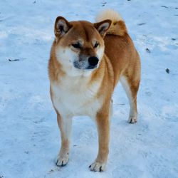 picture of dog