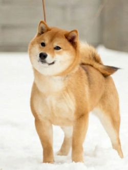 picture of dog