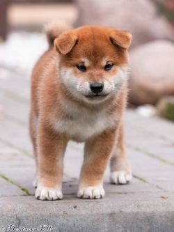 picture of dog