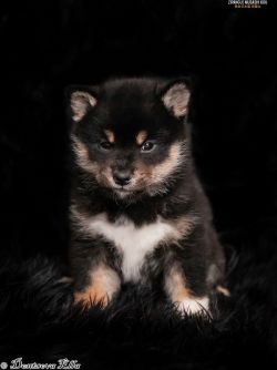 picture of dog