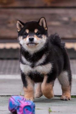 picture of dog