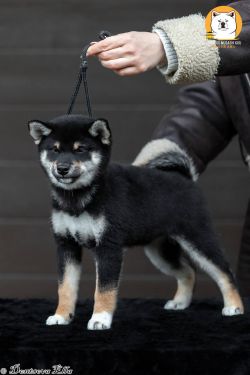 picture of dog