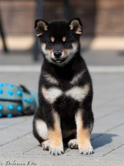 picture of dog
