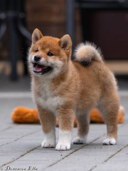 picture of dog