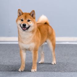 picture of dog