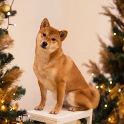 picture of dog
