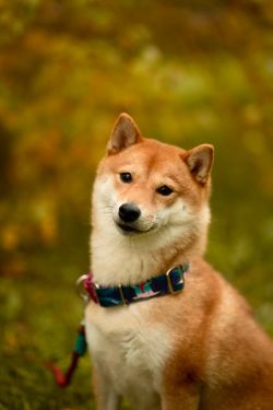 picture of dog