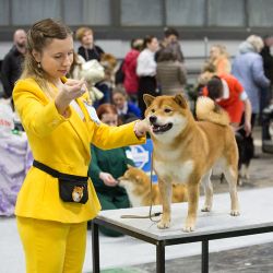 picture of dog