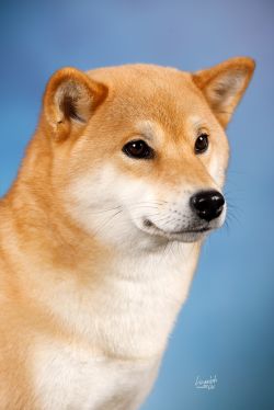 picture of dog