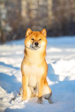picture of dog