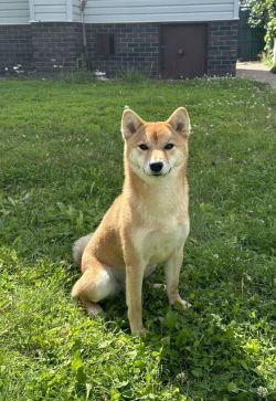 picture of dog