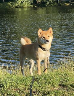 picture of dog