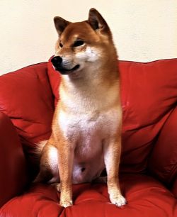 picture of dog