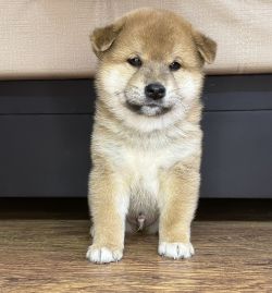 picture of dog