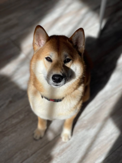 picture of dog