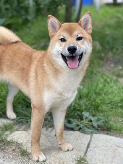 picture of dog
