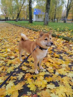 picture of dog