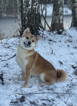 picture of dog