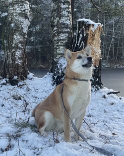 picture of dog