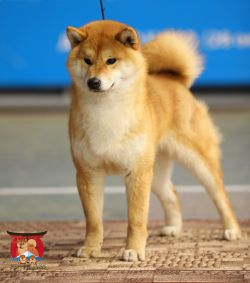 picture of dog