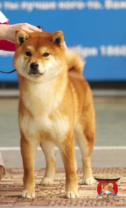 picture of dog