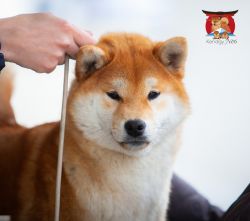 picture of dog