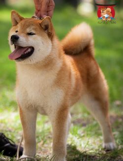 picture of dog