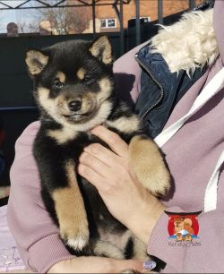 picture of dog