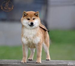 picture of dog