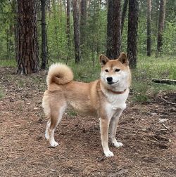 picture of dog