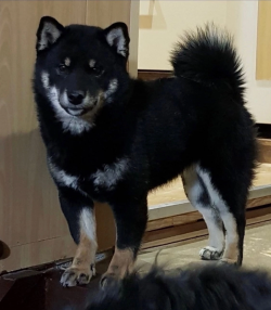 picture of dog
