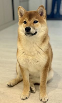 picture of dog