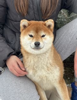 picture of dog