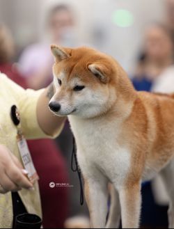 picture of dog