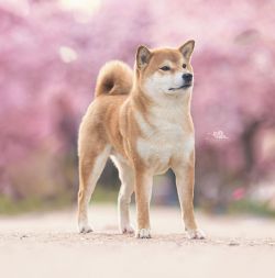 picture of dog
